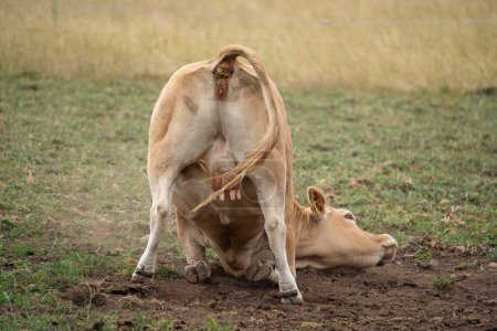 Braune Kuh wälzt sich beim Stochern auf dem Boden