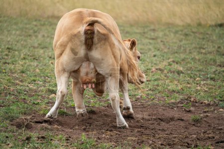 Vaca marrón rueda en el suelo mientras caga