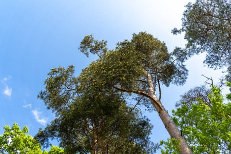 Foto de Pinos con cielo azul soleado en el bosque - Imagen libre de derechos
