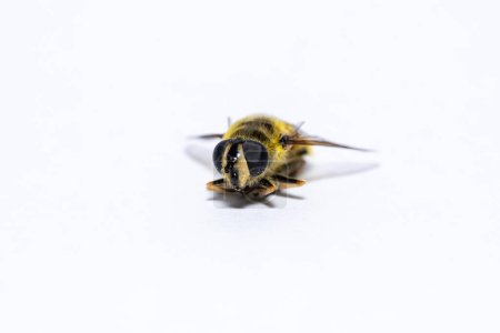 Dead bee on a white background