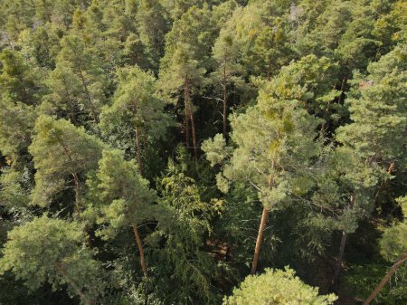 Foto de Vista aérea de pinos en el bosque - Imagen libre de derechos