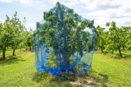 Cherry tree with a protective net in the orchard