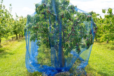 Kirschbaum mit schützendem Netz im Obstgarten