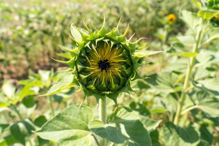Photo for Young sunflower in the farm in summer - Royalty Free Image