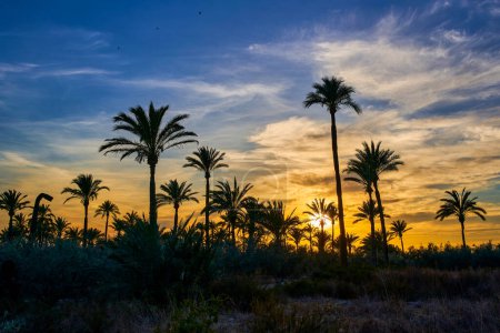 Photo for Beautiful sunset in the palm grove of Elche, declared a World Heritage Site. Located in the Valencian Community, Alicante province, Elche, Spain - Royalty Free Image