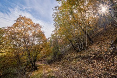 Photo for Los Calares del Mundo y de la Sima natural park. Autumn forest landscape. View of autumn leaves. In Riopar, Albacete province, Castilla la Mancha community, Spain. - Royalty Free Image