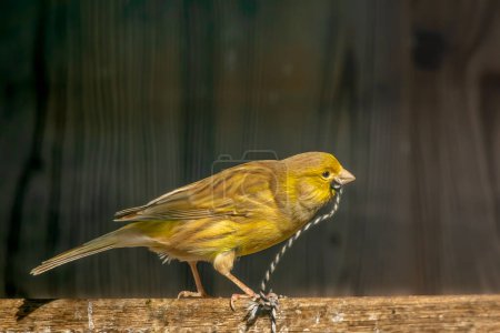 ein kleiner gelber Vogel mit einer Schnur im Schnabel