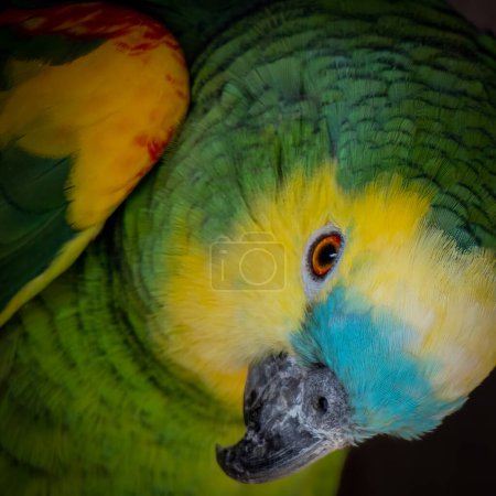 Foto de Primer plano de un colorido loro amarillo, verde, azul - Imagen libre de derechos