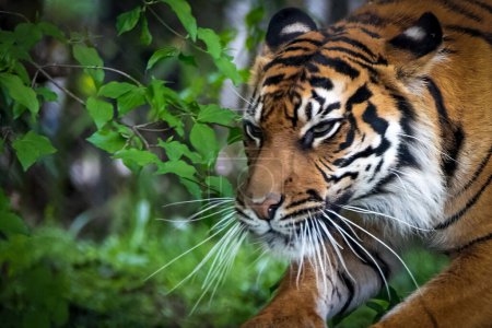 Foto de Primer plano de un tigre a escondidas a través de la caza del bosque - Imagen libre de derechos