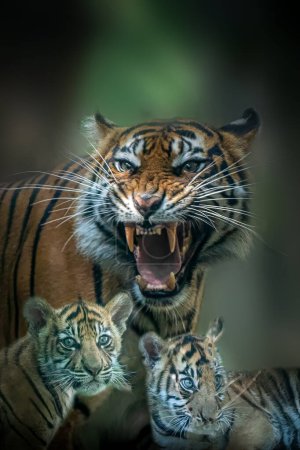 a mother tiger with two young cubs