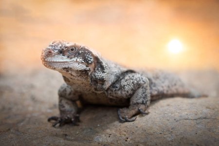 Photo for Close-Up of a Wild Common Chuckwalla Lizard in warm Light - Royalty Free Image