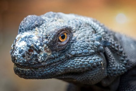 Detailed Close-Up of a Common Chuckwalla Lizard in Natural Light