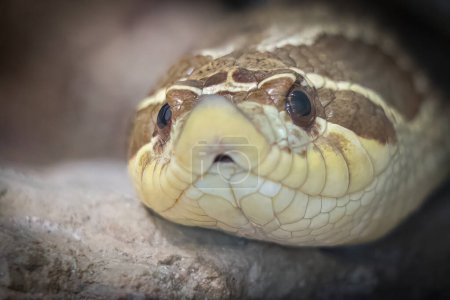 Nahaufnahme der Western Hognose Snake auf felsigem Untergrund