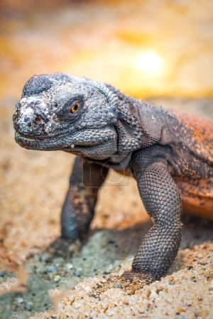 Photo for Close-Up of a Wild Common Chuckwalla Lizard in Natural Habitat - Royalty Free Image
