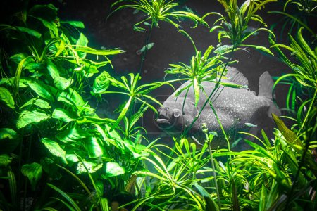 Einzelner Piranha inmitten lebendiger Wasserpflanzen unter Wasser