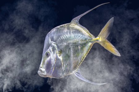 Leuchtender Atlantik-Lookdown-Fisch in dunklem Unterwasser