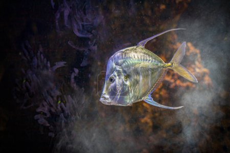 Vibrant Atlantic Lookdown Fish in Natural Habitat