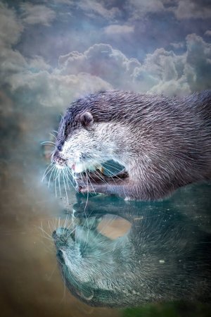 Nahaufnahme von Nasses Otteressen mit verträumtem Hintergrund