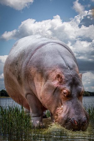 Solitary Hippopotamus Amidst Green Grass by Serene Water