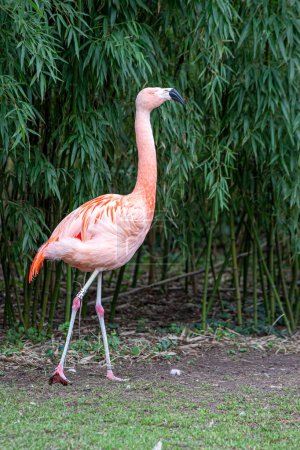 Eleganter Flamingo mit lebendigem Federkleid inmitten üppigen Grüns