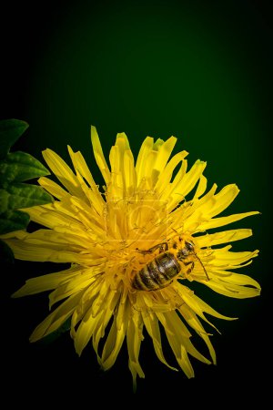 Photo for Vibrant Dandelion Bloom with Busy Bee in Spring Garden - Royalty Free Image