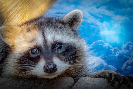 Restful Raccoon on Wooden Planks Against a Painted Sky