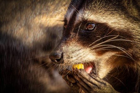 primer plano de un mapache sosteniendo comida en la pata y comiendo