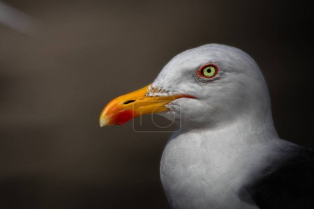 Close-up of a Seagull Intense Gaze