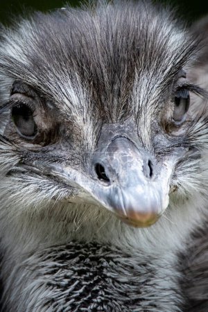 Detailed Close-up of a Grey Ostrich