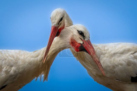 Two White Storks in Close Proximity Against Clear Blue Sky