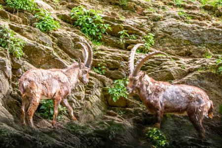 Two Wild Goats on Rocky Mossy Terrain