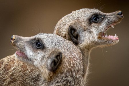 Foto de Primer plano de dos suricatas mirando en direcciones opuestas - Imagen libre de derechos