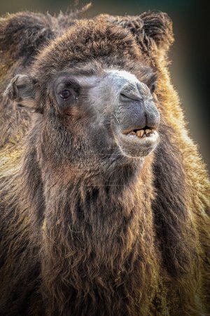Primer plano expresivo de un camello marrón oscuro