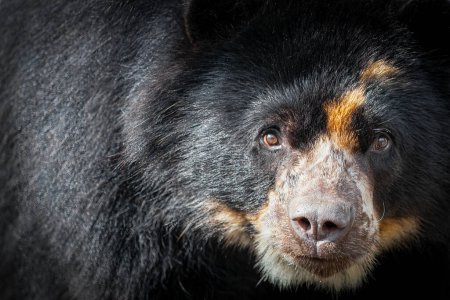 Nahaufnahme Porträt eines Anden-Bären