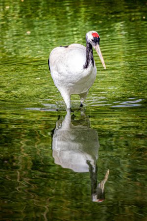 Majestic Red-Crowned Crane Reflecting in Calm Waters