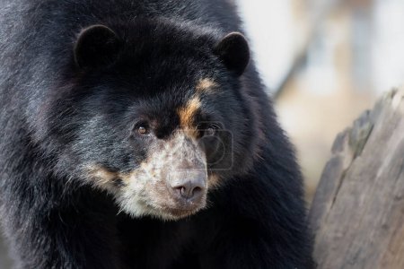 Primer plano del oso de anteojos en hábitat natural iluminado por el sol