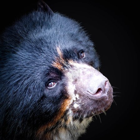 Perfil de un majestuoso oso oso de anteojos