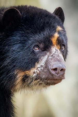 Retrato de cerca de un majestuoso oso de anteojos