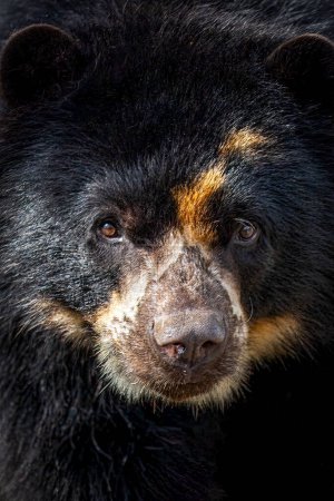 Nahaufnahme Porträt eines schwarzen Brillenbären