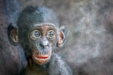 ein junger, überraschter Bonobo-Affe auf einem rauchigen Hintergrund