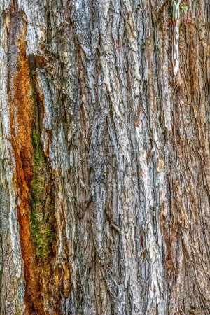 Aged Tree Bark Texture Background with Moss