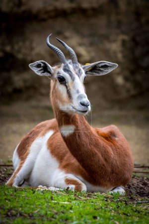 Elegante Gazelle in natürlichem Lebensraum