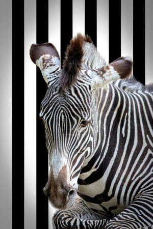 Nahaufnahme Porträt eines Zebras vor gestreiftem Hintergrund