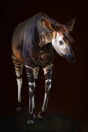 Majestic Okapi illuminé dans un habitat sombre, Gros plan