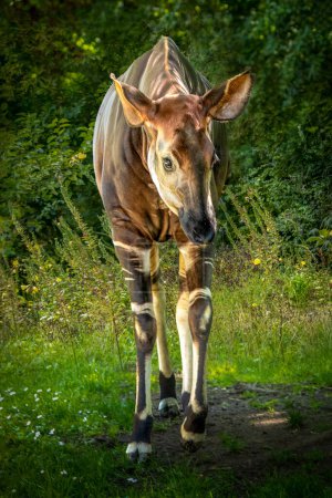 Okapi en peligro de extinción Caminando en exuberante hábitat de bosque verde