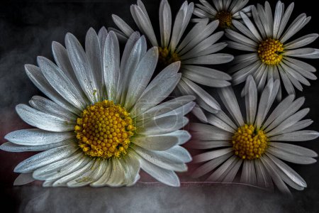 Close-Up of White Daisies with Yellow Centers in Morning Dew