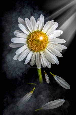 Marguerite éthérée fleurissant dans la lumière dramatique