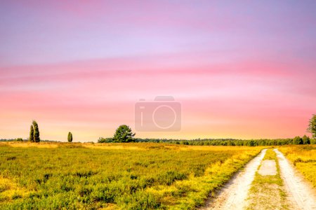 Téléchargez les photos : Lueneburg Heide, Landscape, Germany - en image libre de droit