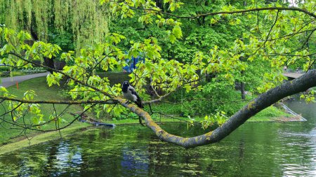 Photo for Crow sitting on large tree branch above the water of city canal. - Royalty Free Image