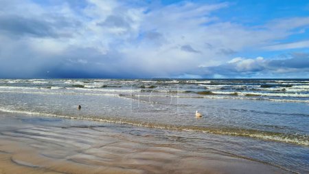 Foto de Gaviotas en la orilla arenosa del mar tormentoso contra el cielo muy nublado. - Imagen libre de derechos